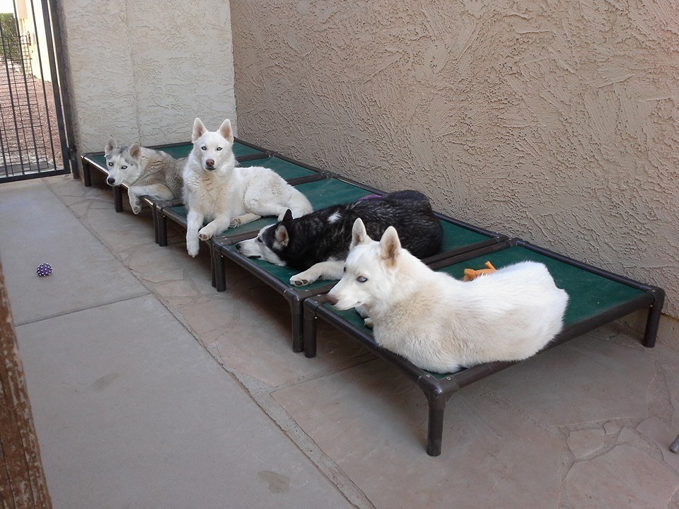 Husky Dog Beds Kuranda Dog Beds®