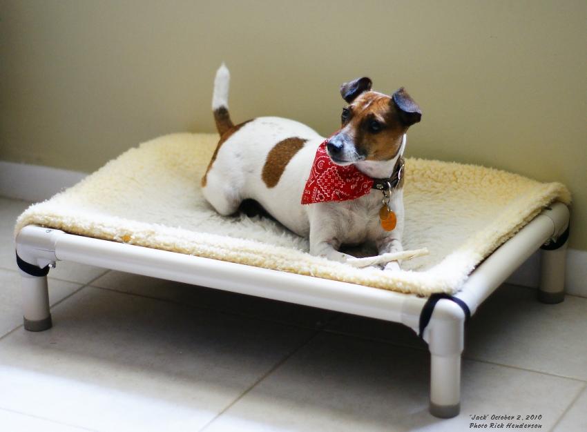 Jack Russell Terrier Dog Beds Kuranda Dog Beds®