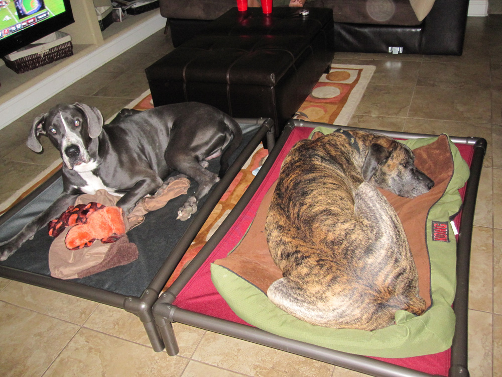 Great Dane Dog Beds Kuranda Dog Beds®