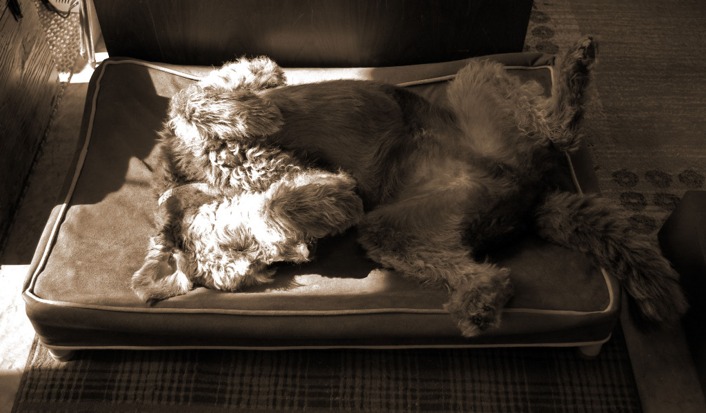 Labradoodle Dog Beds Kuranda Dog Beds®