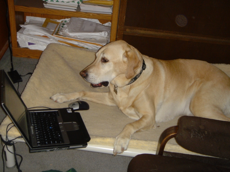 Labrador Retriever Dog Beds Kuranda Dog Beds®