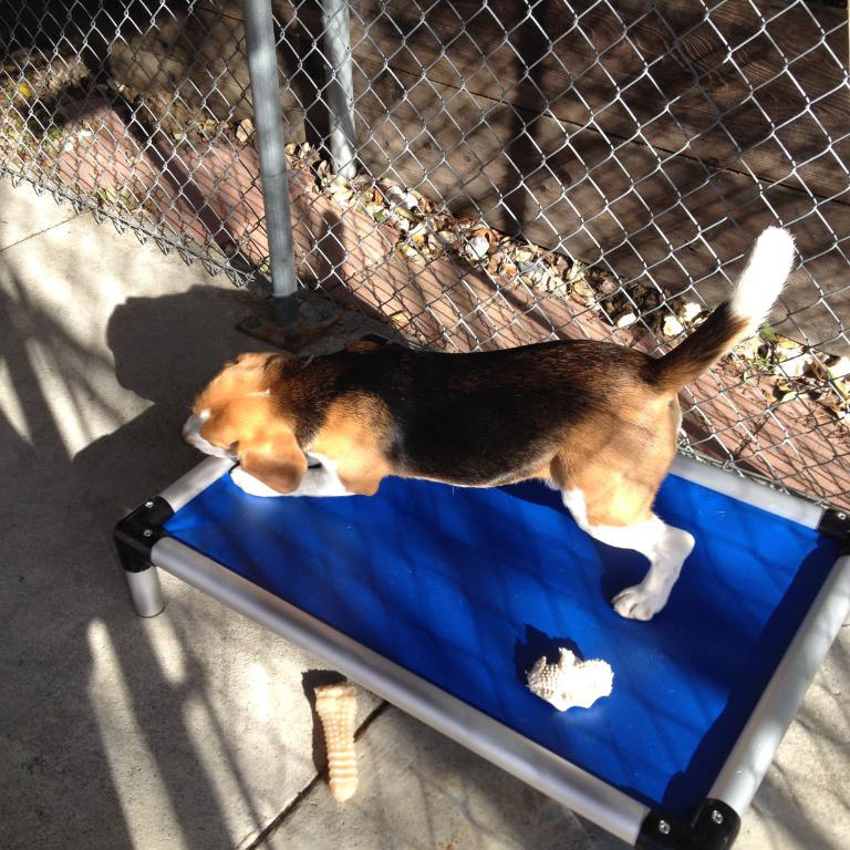 A beagle tests the chew proof Kuranda dog bed A beagle tests the chew proof Kuranda dog bed
