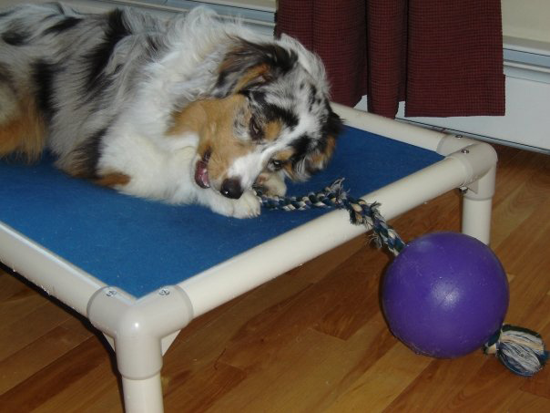 An active chewer on a Kuranda dog bed An active chewer on a Kuranda dog bed
