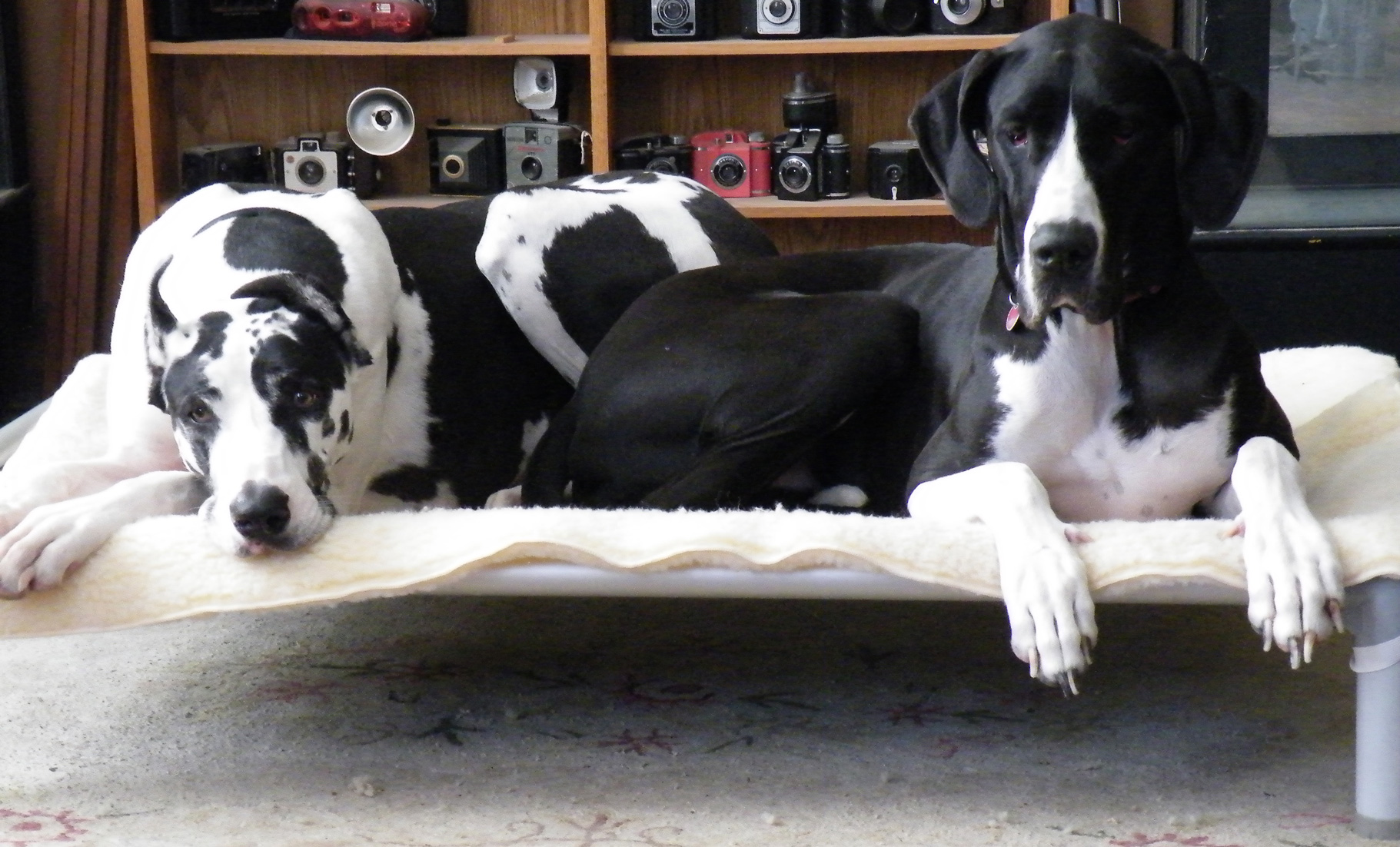 dog beds raised off floor