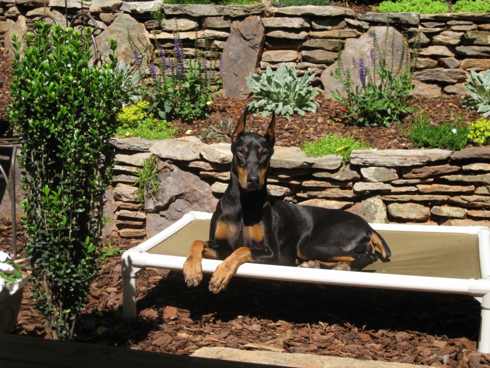 A Doberman Sunbathing on a Kuranda Bed A Doberman Sunbathing on a Kuranda Bed