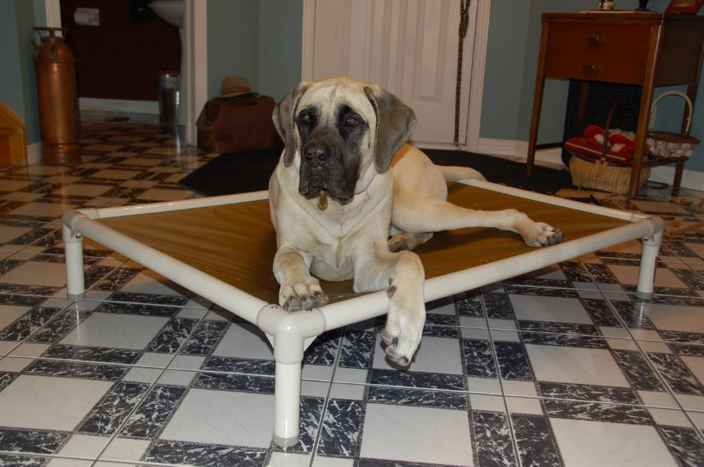 A Mastiff Rests on a Kuranda Dog Bed A Mastiff Rests on a Kuranda Dog Bed