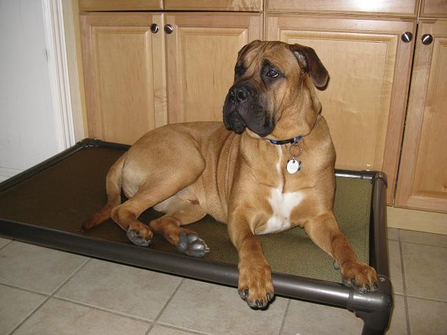 Bullmastiff on a Kuranda Bed Bullmastiff on a Kuranda Bed