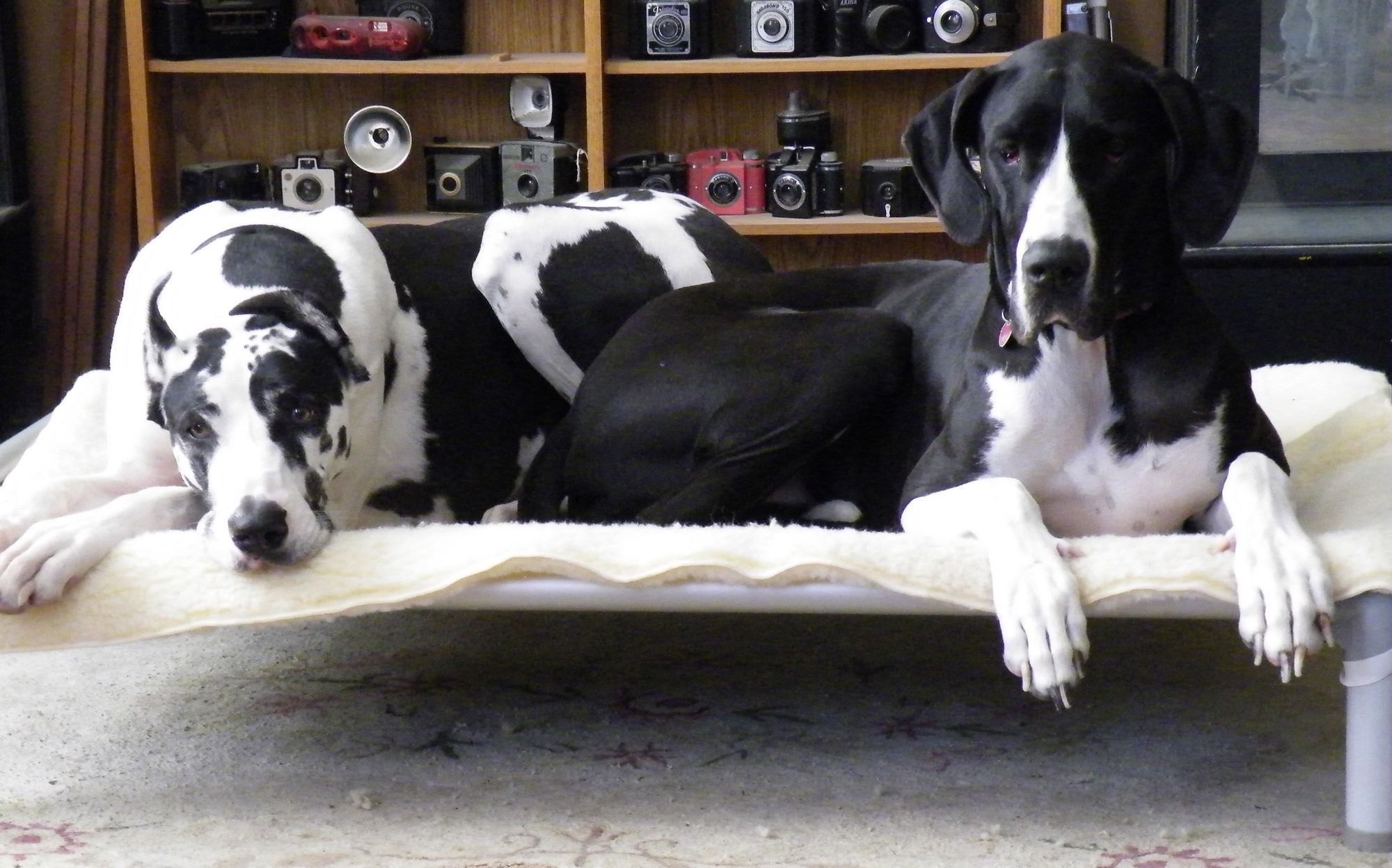 giant dog beds for sale