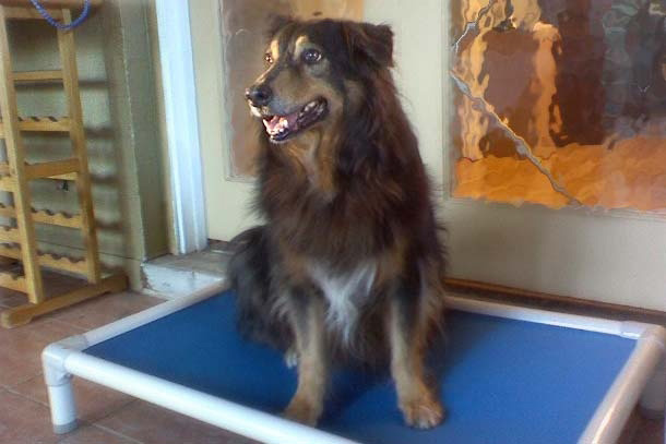 Firm support for older arthritic dogs Firm support for older arthritic dogs