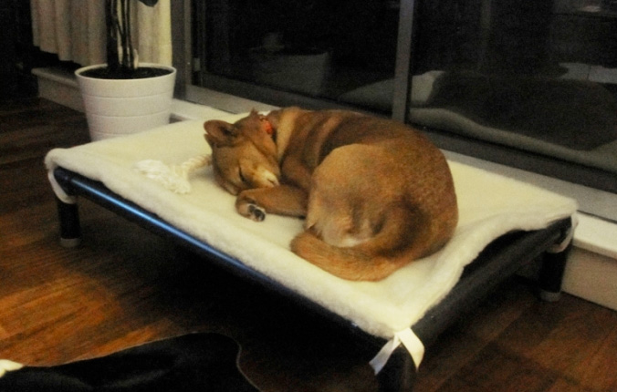 Orthopedic dog beds provide healthy support Orthopedic dog beds provide healthy support