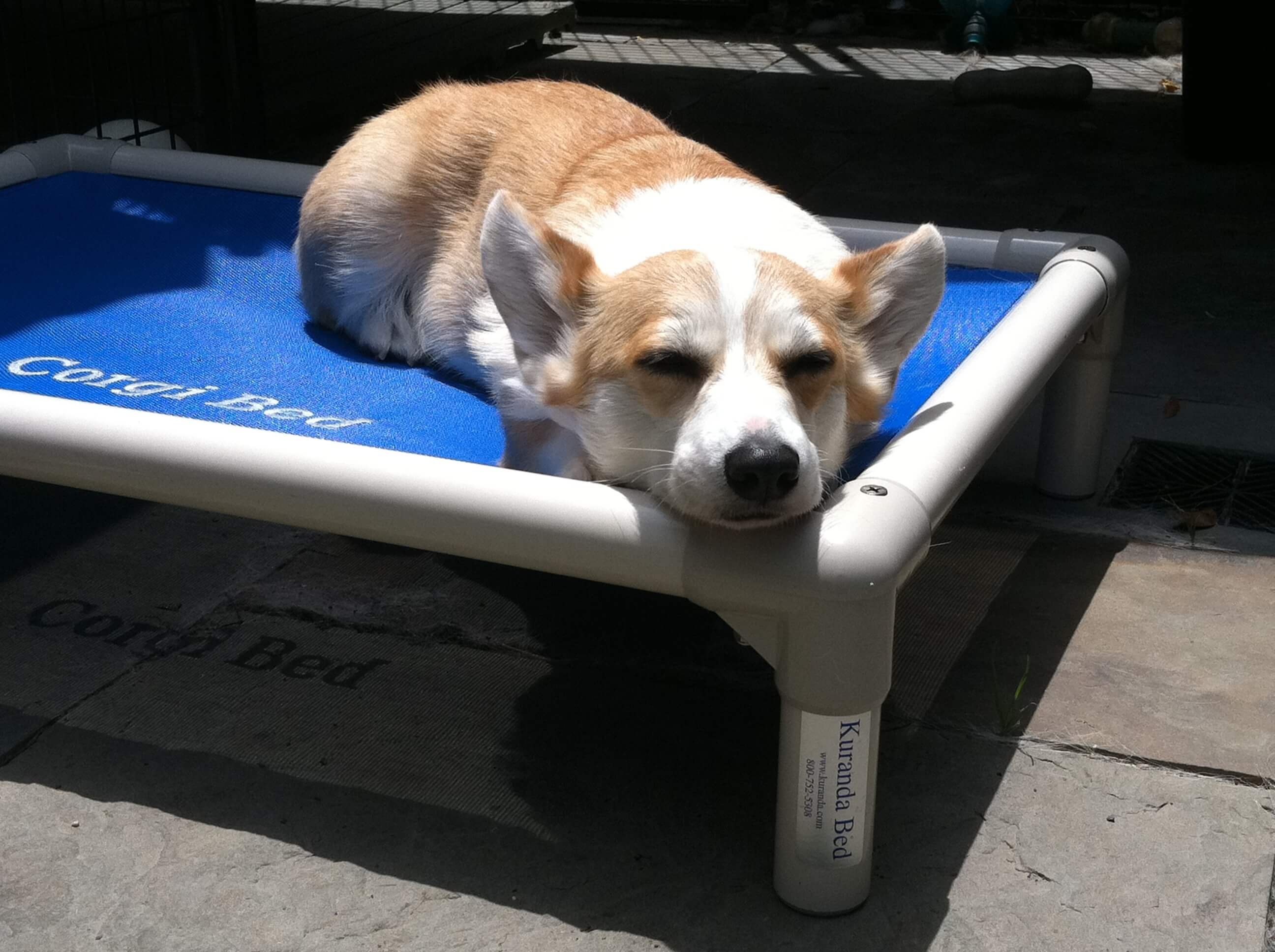A Corgi rests on a personalized bed A Corgi rests on a personalized bed