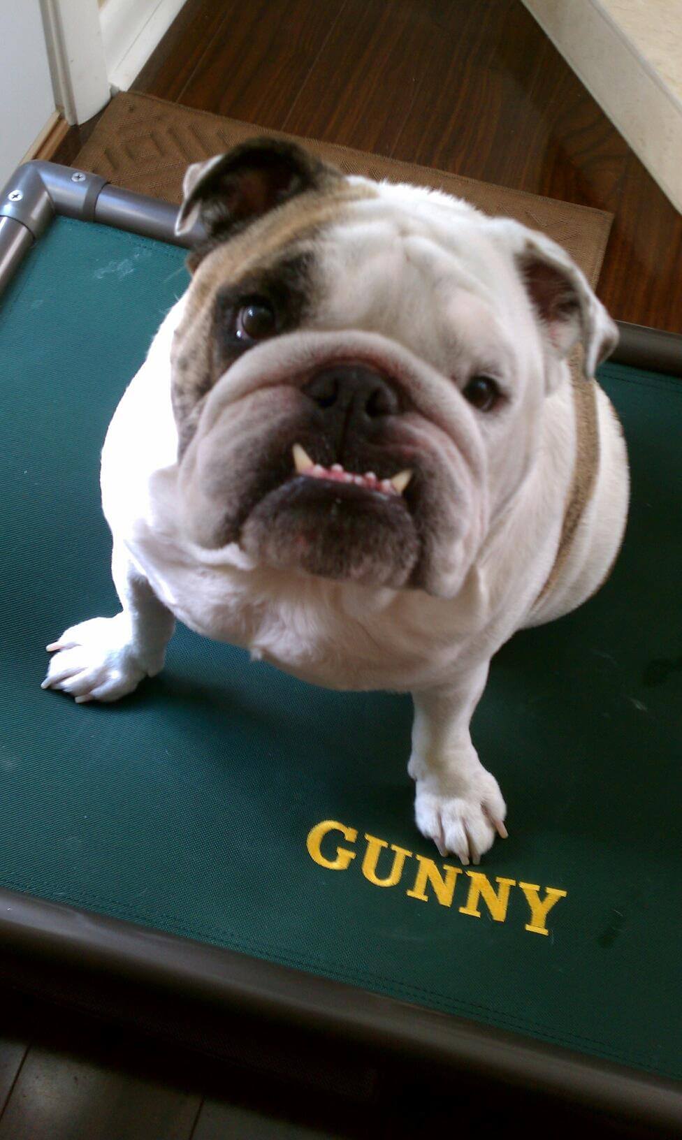 This is Gunny's Bed This is Gunny's Bed