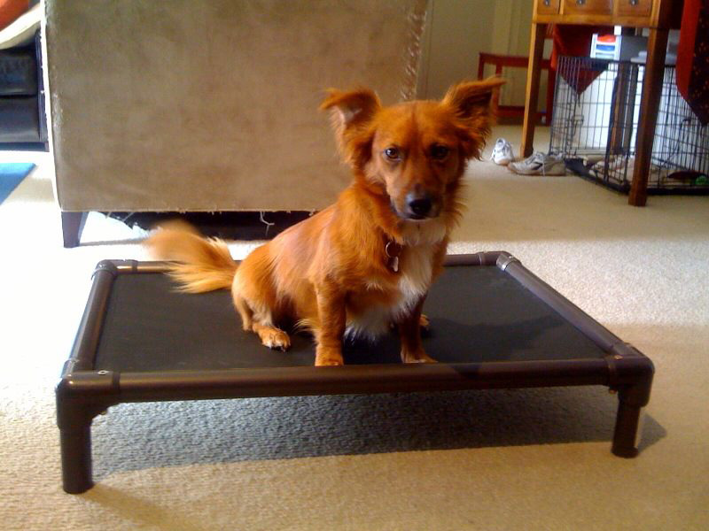 raised dog beds for sale