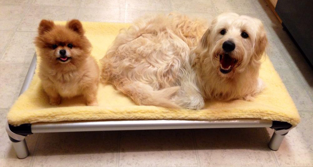 Small Dog Beds Kuranda Dog Beds®