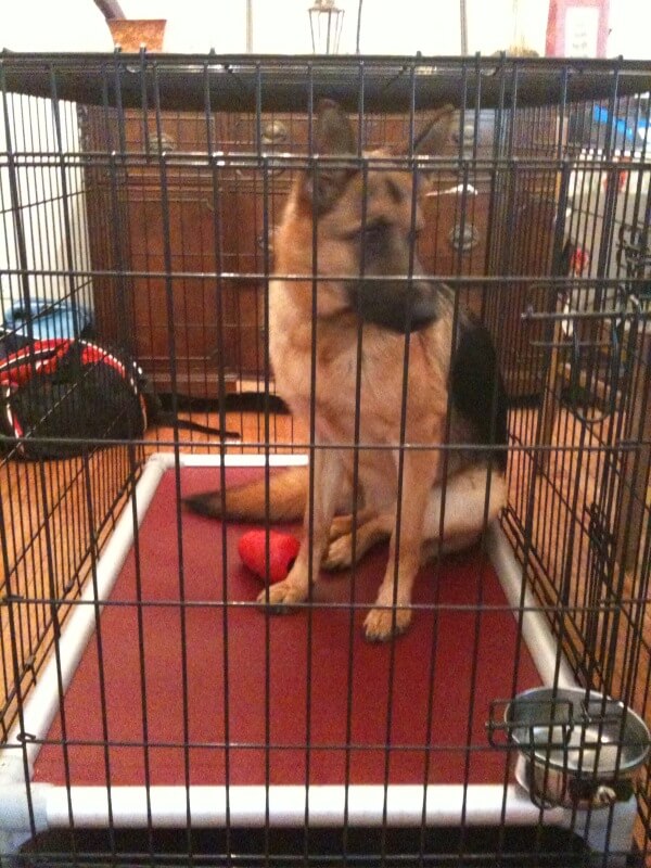 Dog sitting on Kuranda Crate Bed
