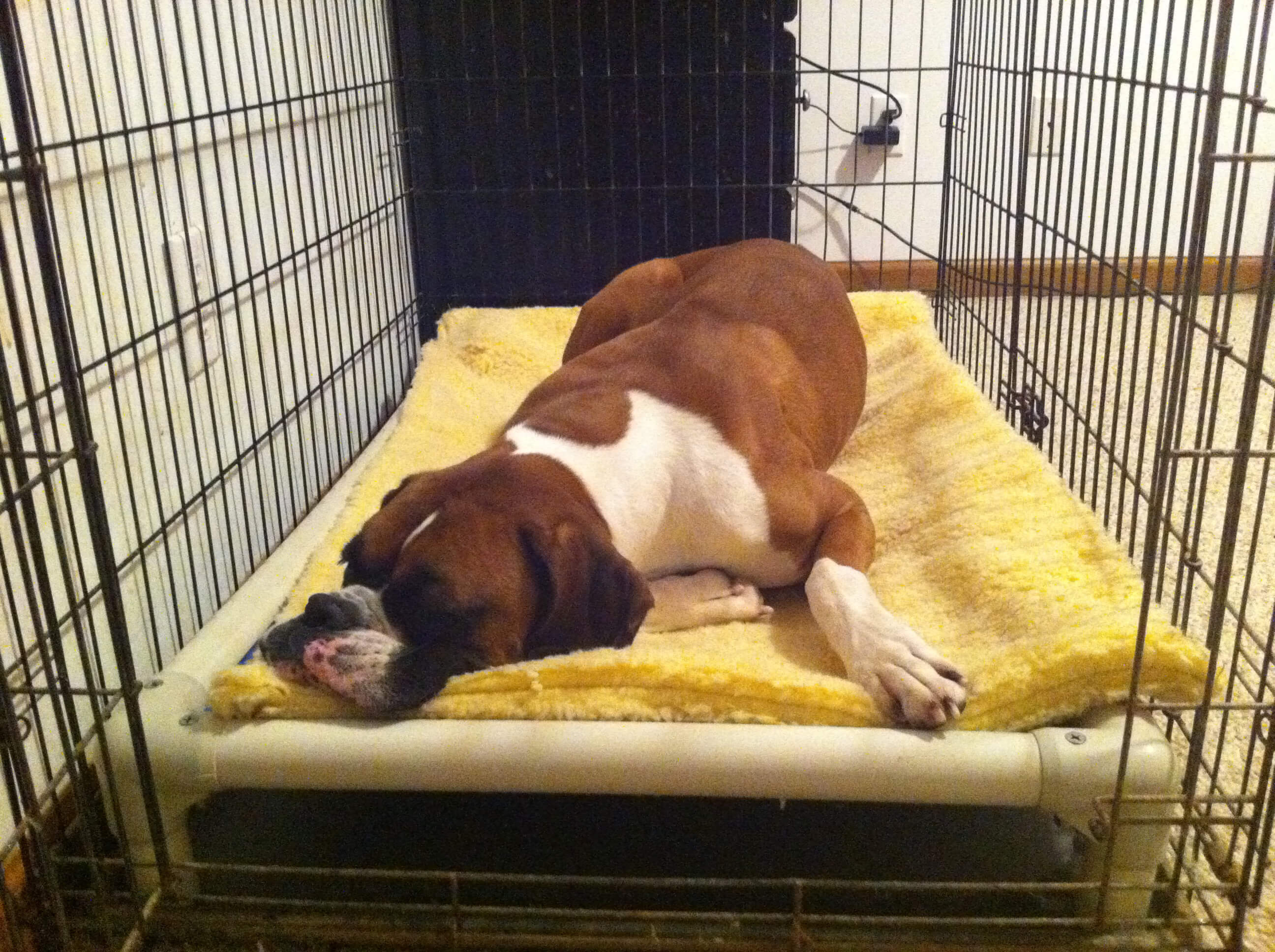 Dog sleeping on Kurand Crate Bed