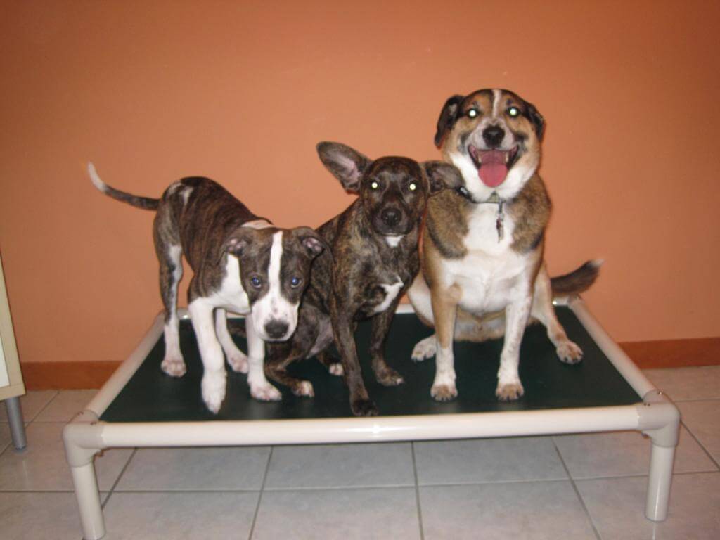 Three dogs on Kuranda Bed