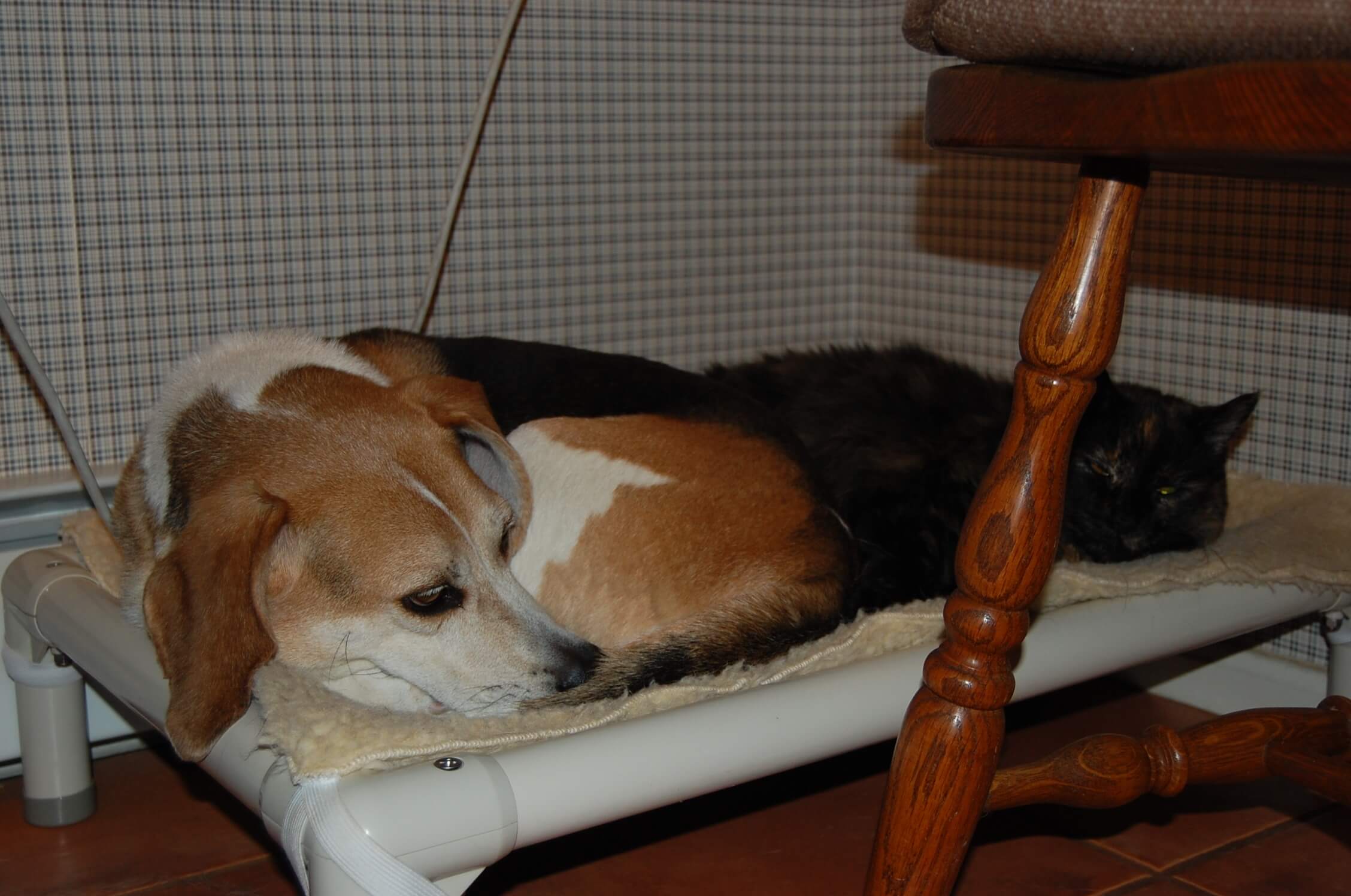 Dog and Cat sharing Kuranda Bed