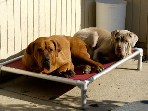 Two very large pups sharing a Kuranda Bed