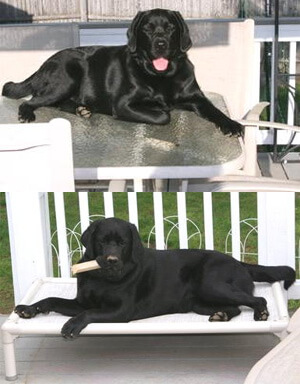 Two photos of same pup on kuranda bed outdoors and one on their dining table outdoors