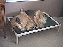 Large Dog On Kuranda Bed