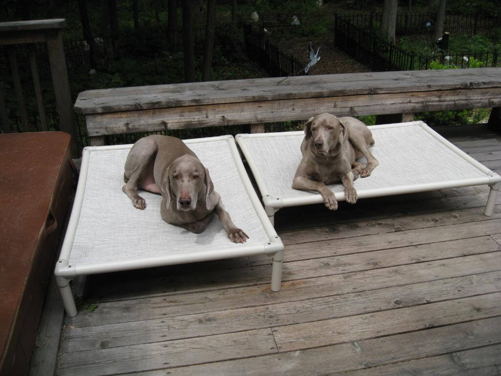 Two twin dogs resting on Kuranda Beds outdoors