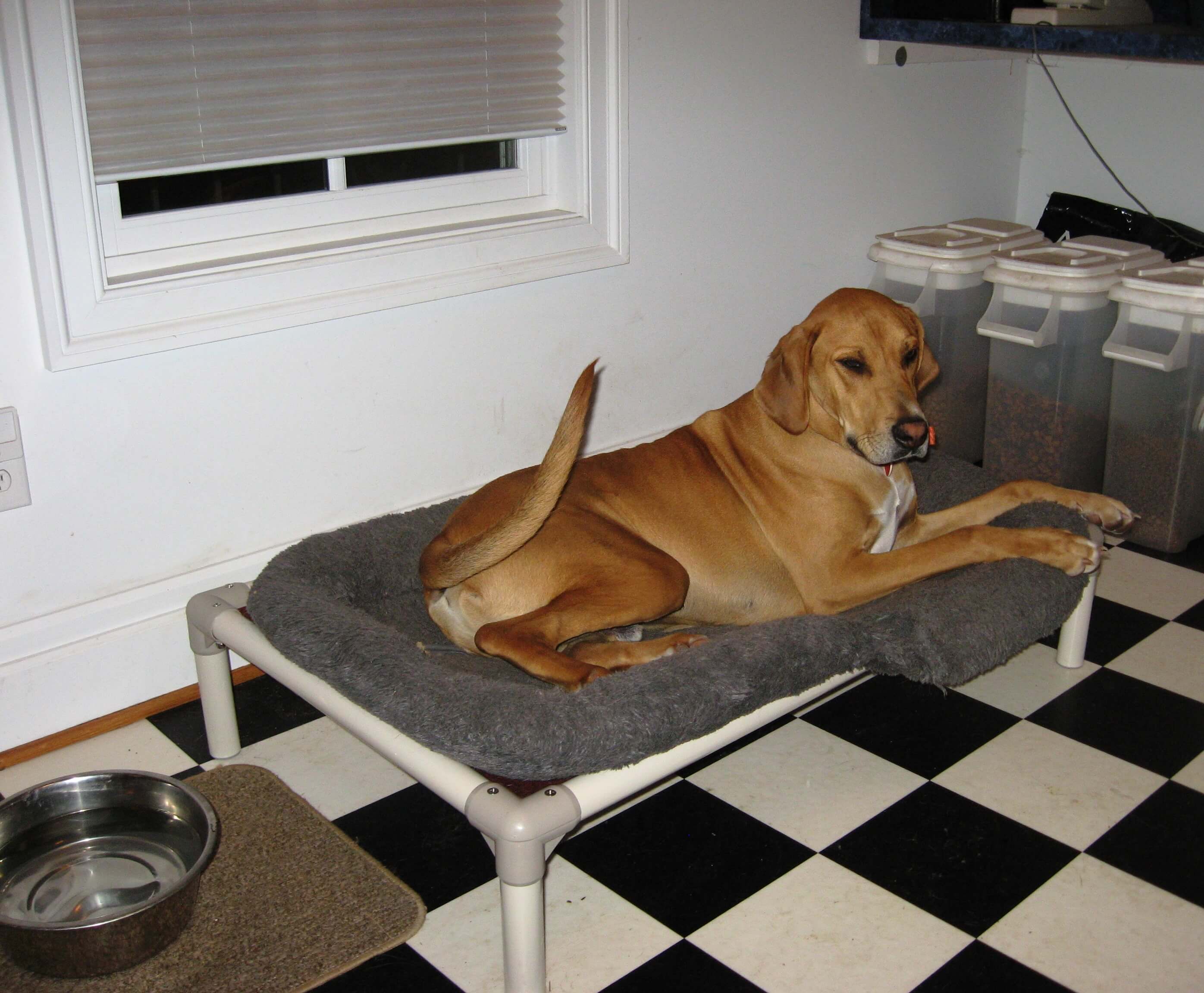 Dog resting on bed in Kitchen