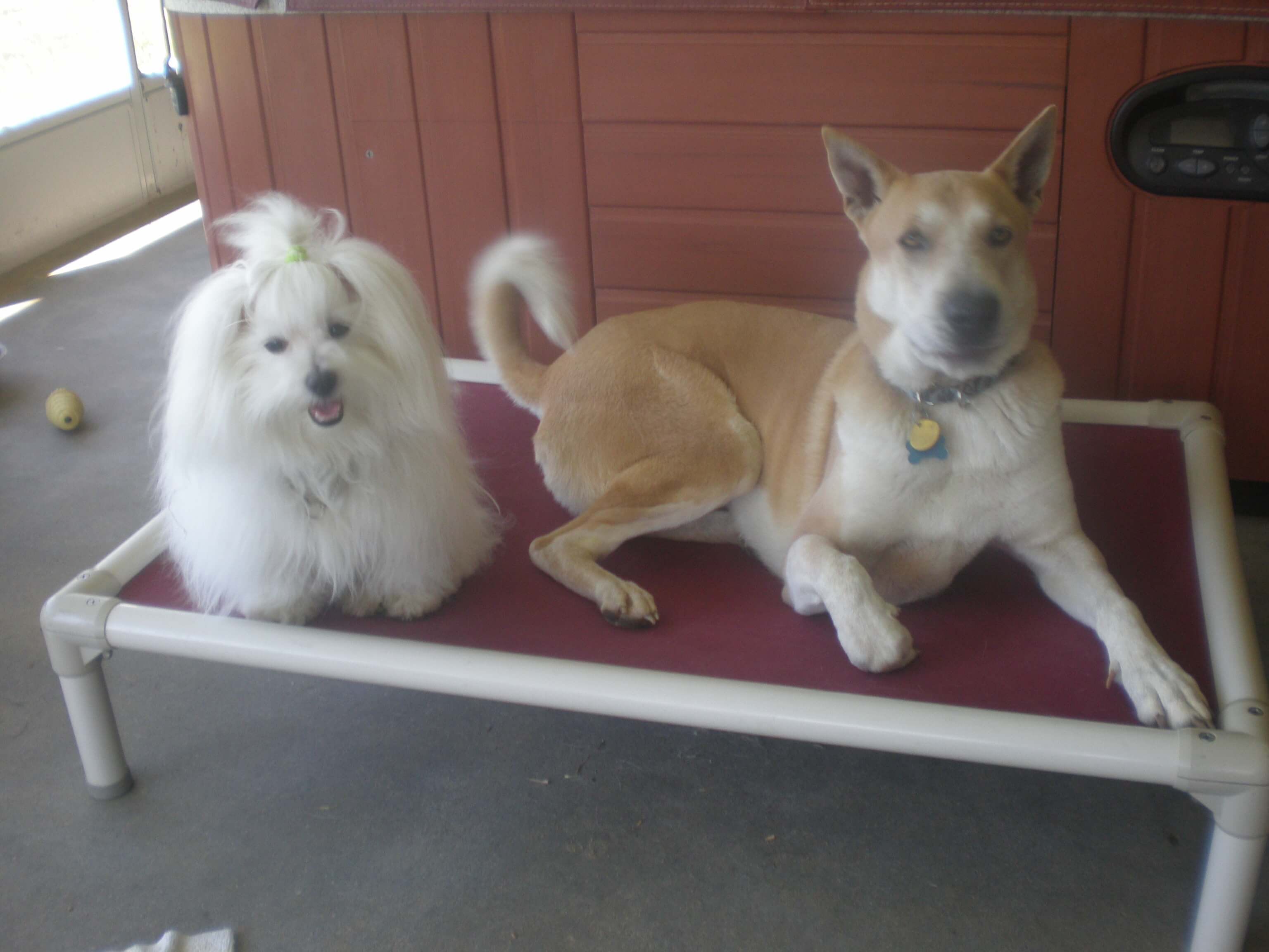 two well groomed puppies on kuranda bed