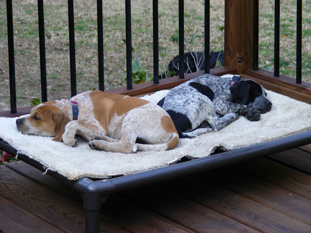 Two dogs sharing a Kuranda Bed