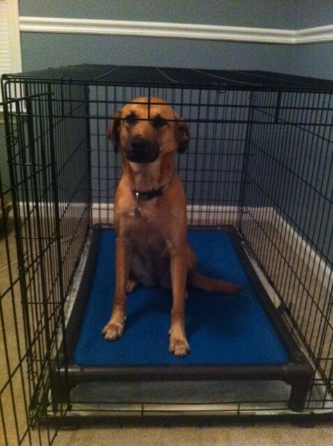 Well behaved dog on Kuranda Bed in Crate