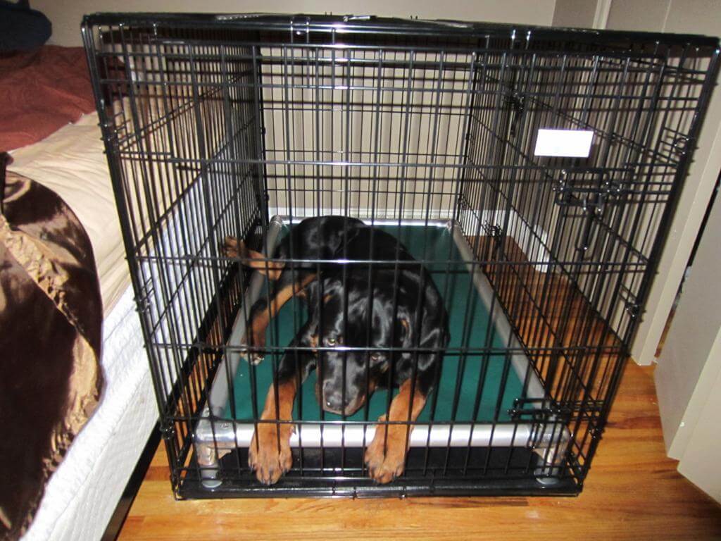 Dog on Kuranda Bed in cage