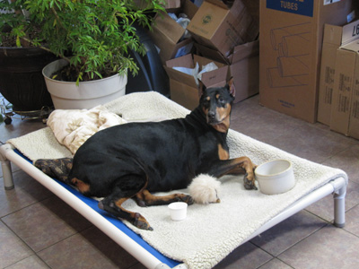 Doberman resting on kuranda bed outdoors