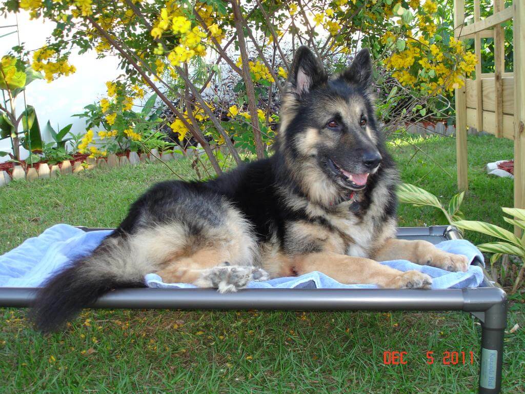 dog on kuranda bed outdoors enjoying the day