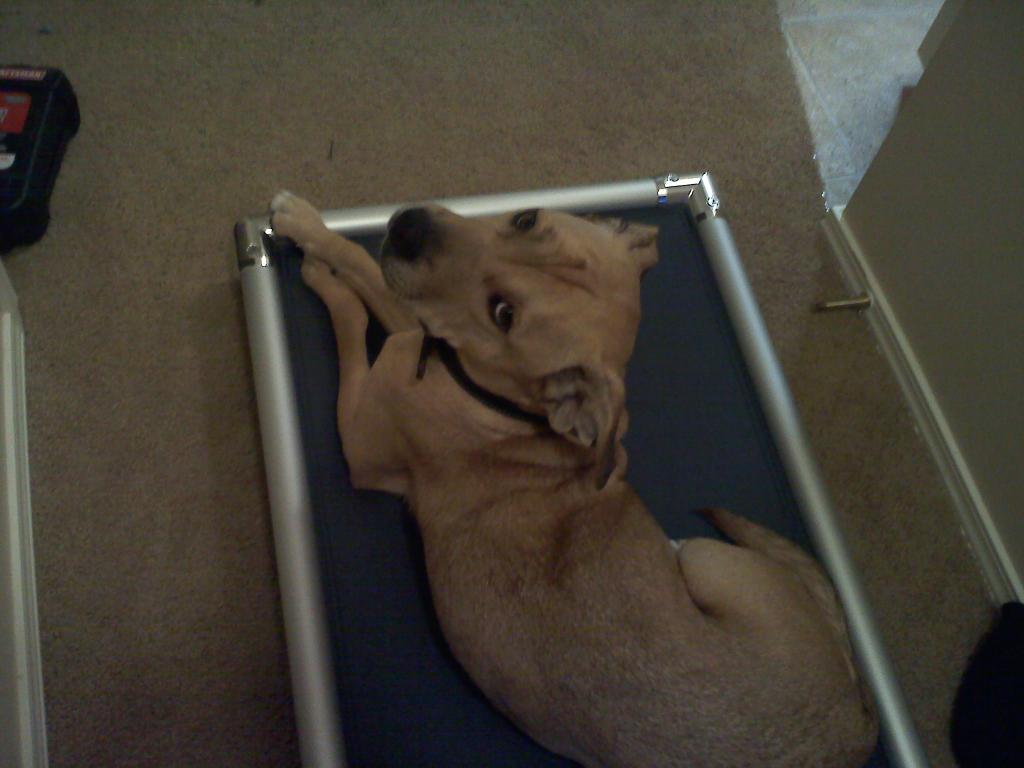 Dog on Silver Aluminum Kuranda Bed