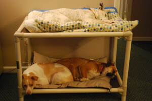 Multiple pups having a sleepover on their Kuranda bunk bed