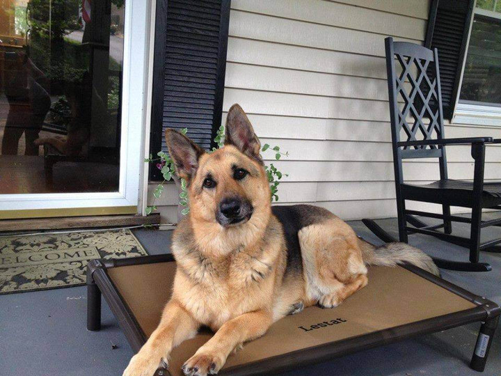 best dog bed for german shepherd