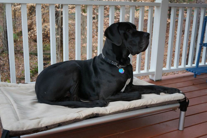 Great Dane Dog Beds | Kuranda Dog Beds®