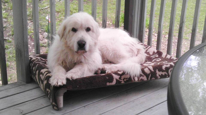 protect a cat fencing