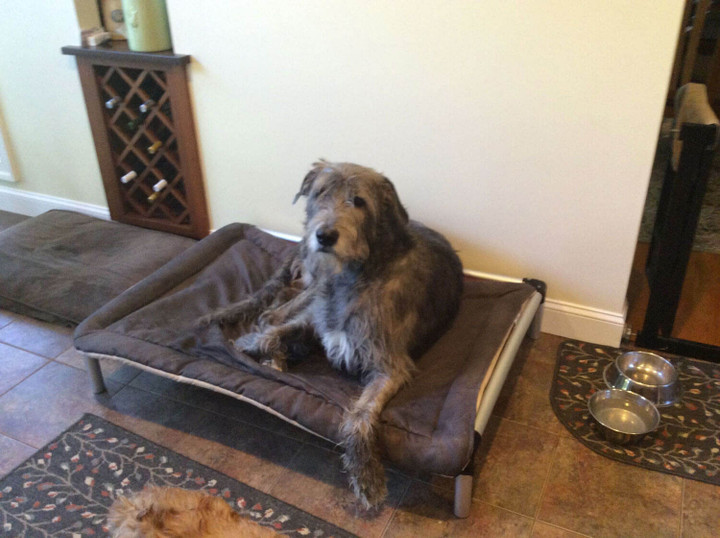 large dog beds ireland