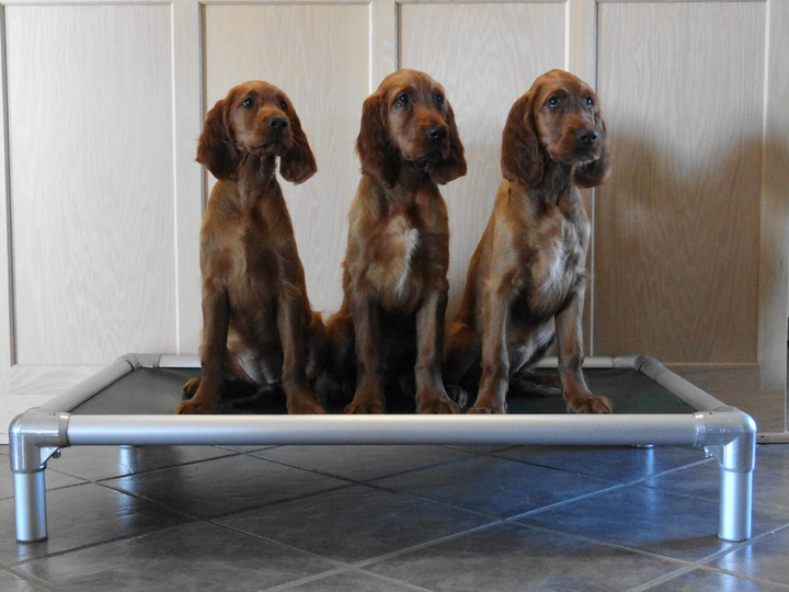 Featured image of post Irish Setter Bedding / Ear infections and bloat, a potentially fatal condition if left untreated for any length of time, are also.