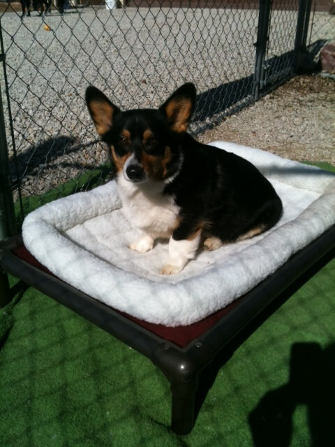 corgi bed