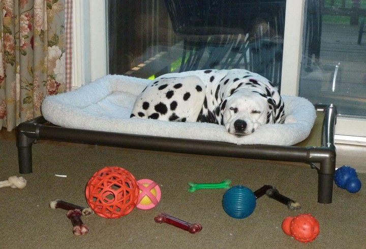 dog stretcher bed