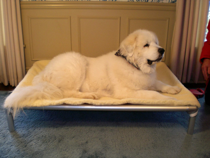 What Size Dog Crate for a Great Pyrenees 