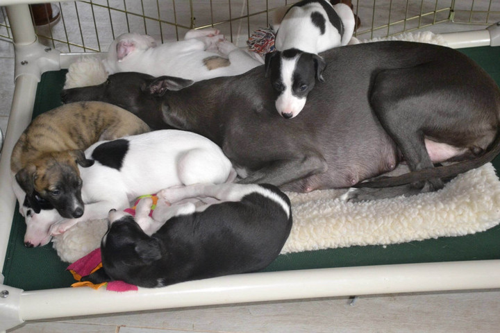 pipe dreams dog bed replacement covers