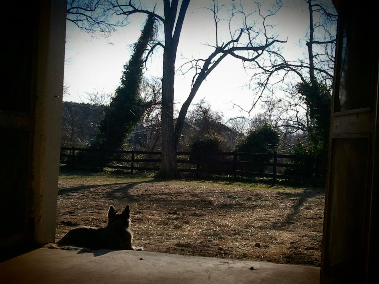 Peppa resting outside