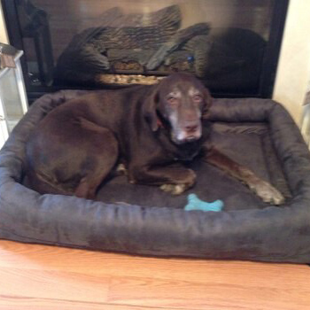 Buddy the dog on a Kuranda bed