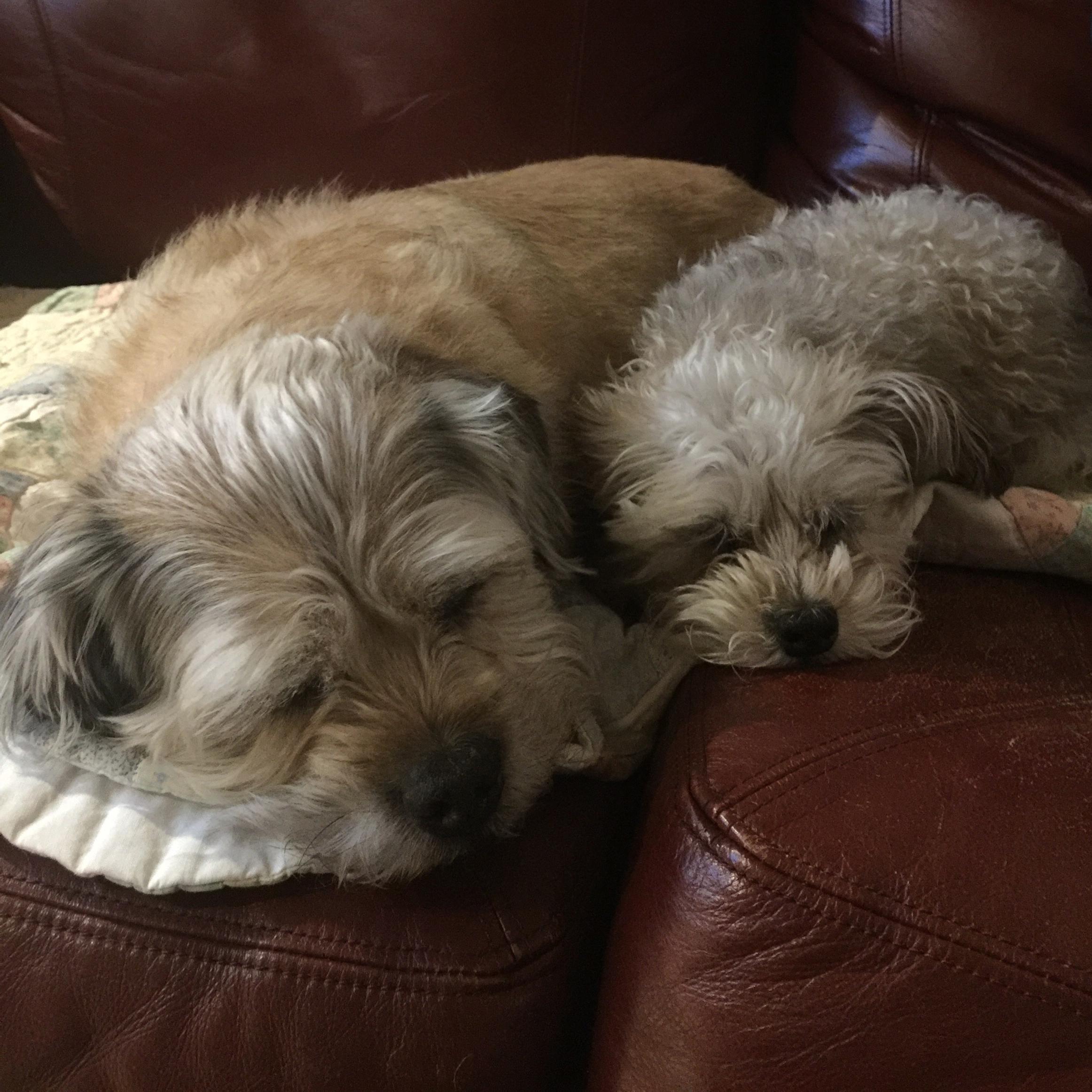 Hobbs and Pika the dogs resting