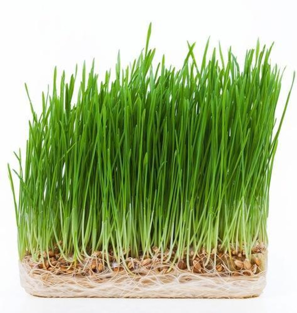 Nutritional Facts Wheatgrass