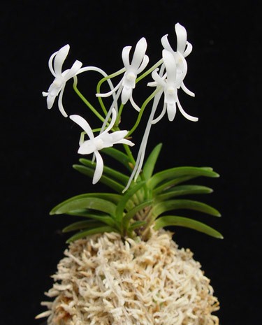 Neofinetia Falcata: l'orchidea dei Samurai, come coltivarla