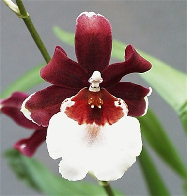Monn. Millennium Magic 'Witchcraft' AM/AOS (